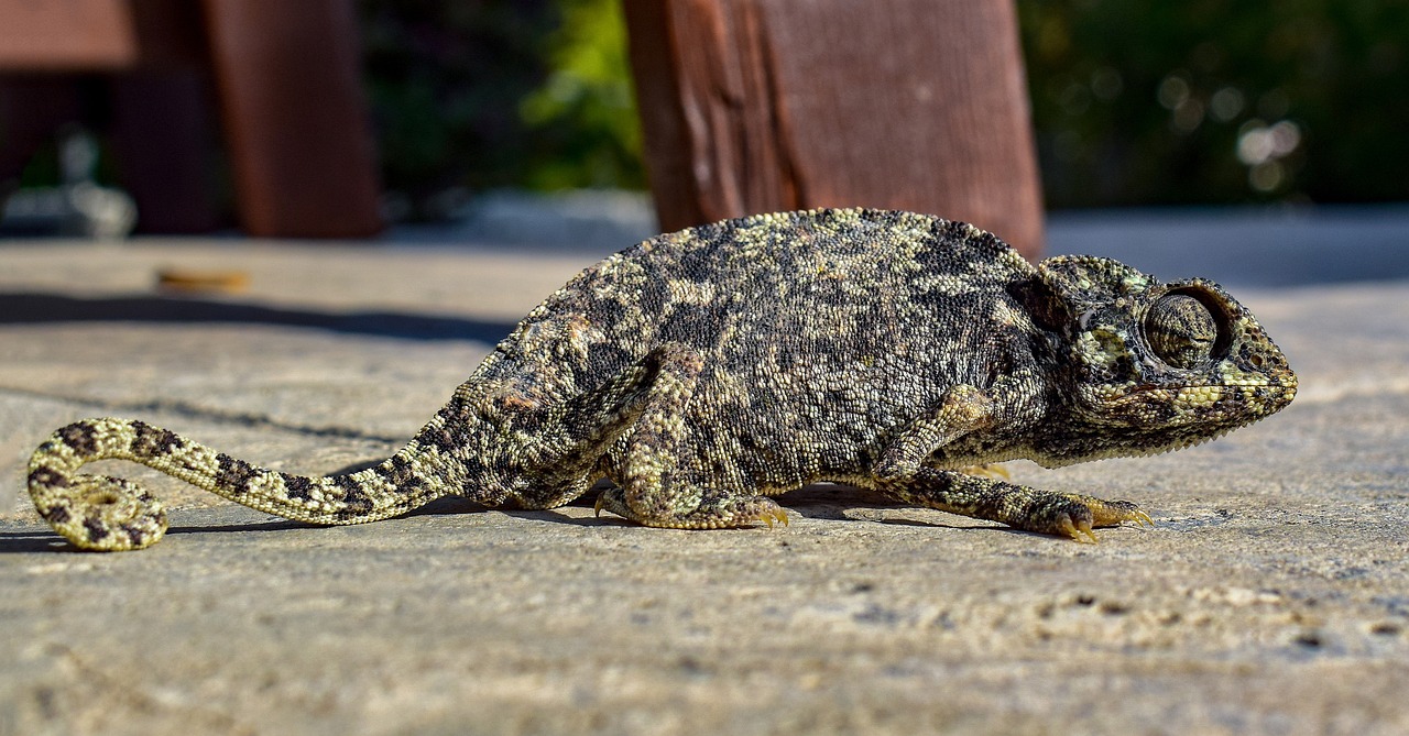 découvrez comment l'adaptation permet de surmonter les défis, de s'ajuster à de nouveaux environnements et d'évoluer face aux changements, que ce soit dans la nature, la société ou la vie quotidienne.