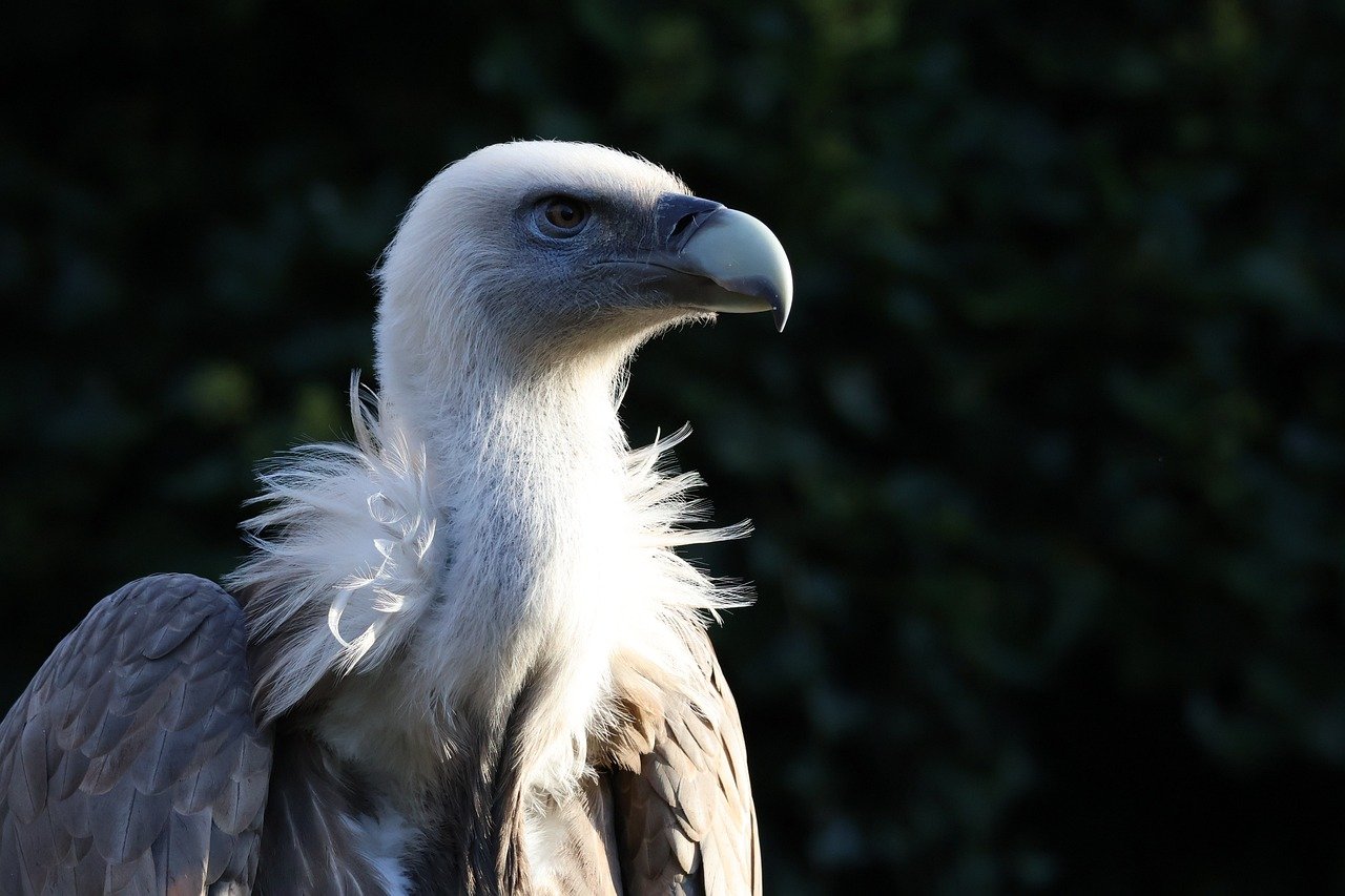 découvrez l'importance de la conservation de la nature : enjeux, actions et solutions pour protéger la biodiversité et préserver notre planète pour les générations futures.