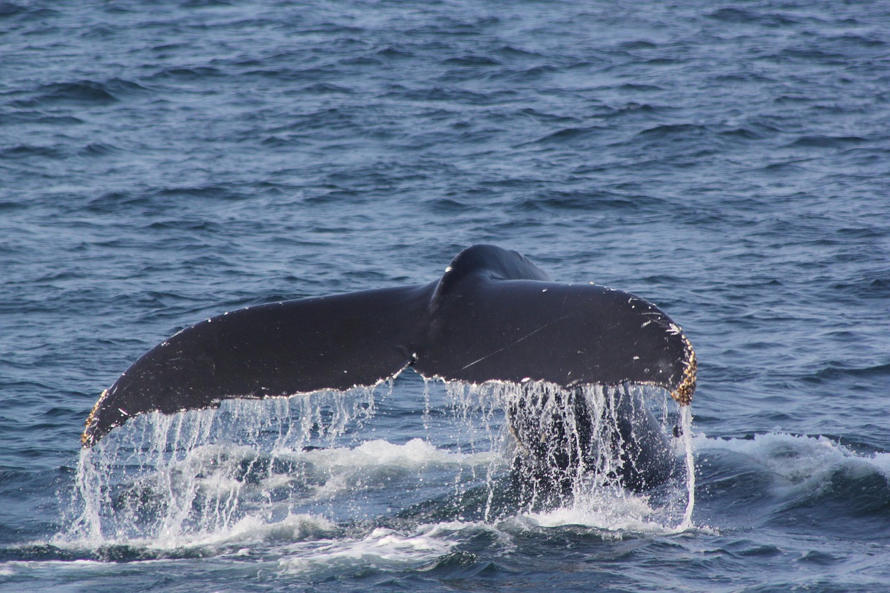 découvrez tout sur les baleines : leur habitat, leur mode de vie, les différentes espèces et l'importance de leur préservation pour l'équilibre des océans.