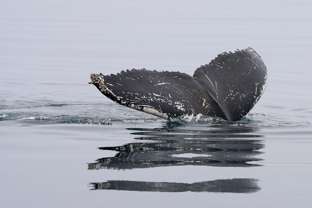 découvrez tout sur les baleines : leur habitat, leur mode de vie, leur alimentation et leur rôle essentiel dans l’écosystème marin. apprenez-en plus sur ces impressionnants géants des océans.
