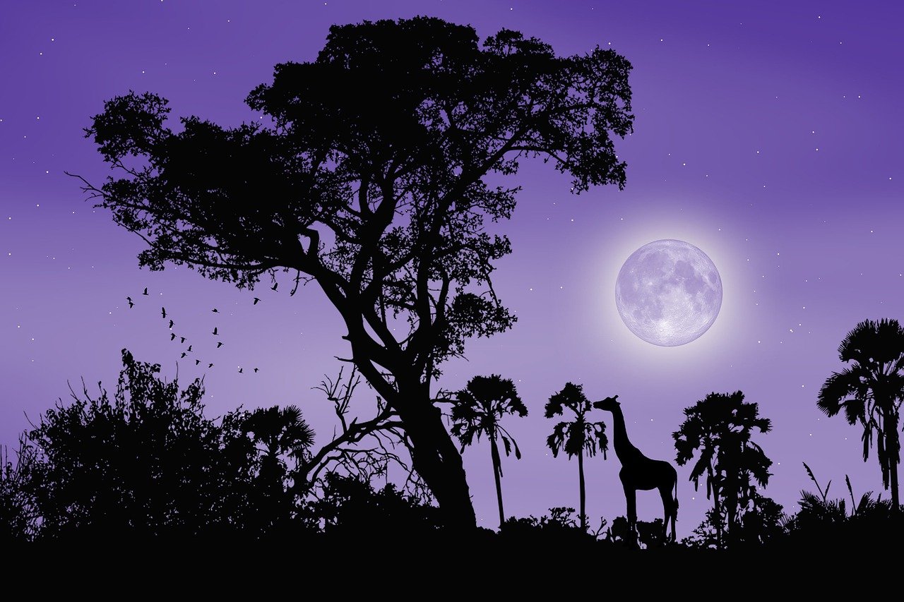 découvrez le monde de la foresterie : pratiques durables, gestion des forêts, enjeux environnementaux et innovations pour préserver nos espaces naturels.