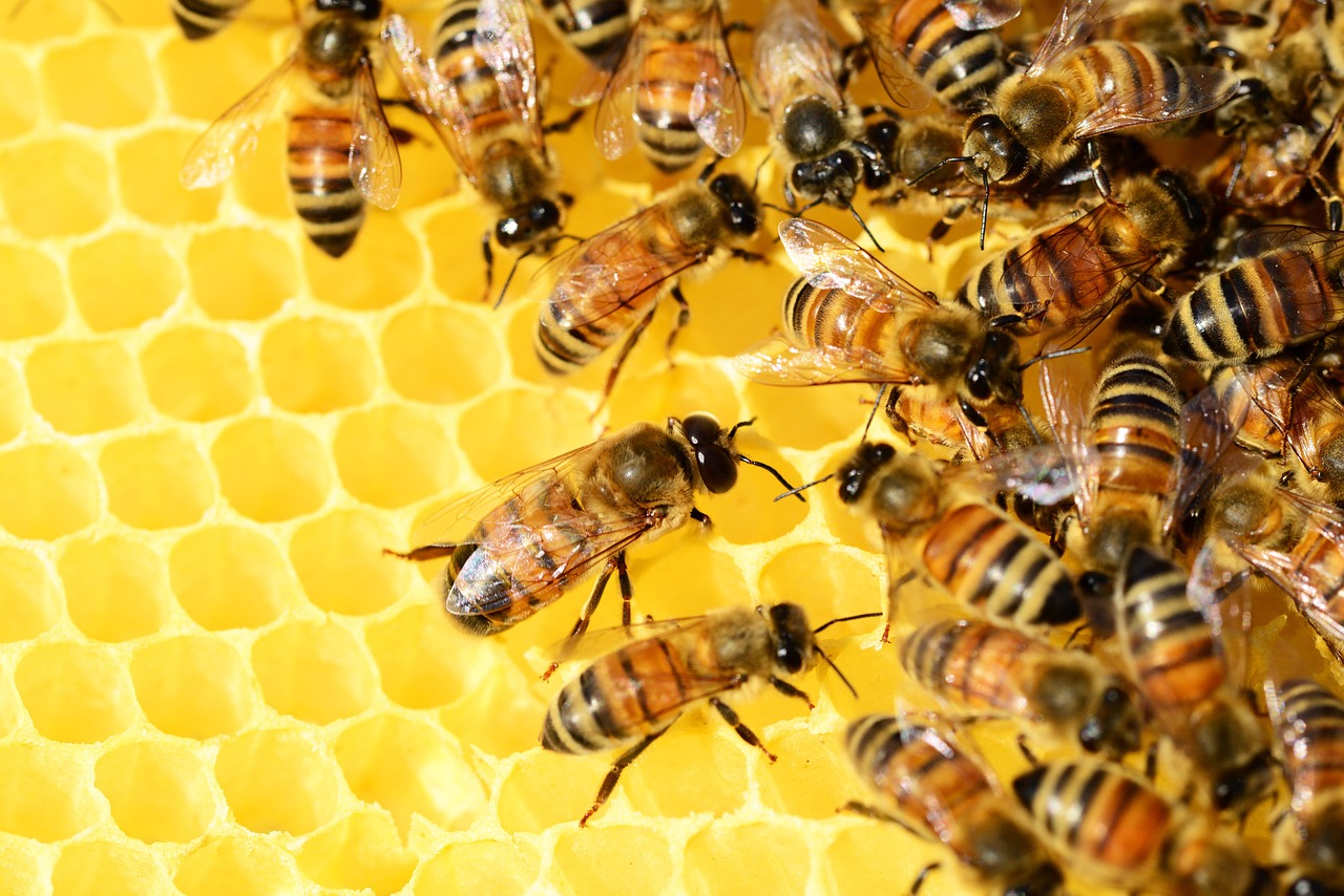 découvrez le monde fascinant des abeilles : leur rôle essentiel dans la pollinisation, leur organisation sociale impressionnante et les menaces auxquelles elles font face. informez-vous sur l'importance de protéger ces précieux insectes pour la biodiversité.