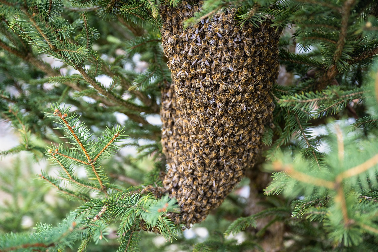 découvrez tout sur les abeilles : leur rôle essentiel dans la pollinisation, leur importance pour l'environnement, et comment les protéger. informations, faits étonnants et conseils pratiques sur les abeilles.