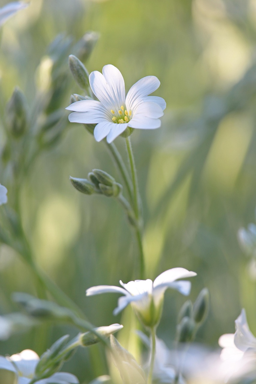 découvrez qui sont les boomers, leur histoire, leurs valeurs et l'impact de cette génération sur la société actuelle. un éclairage sur leur rôle sociétal et culturel.