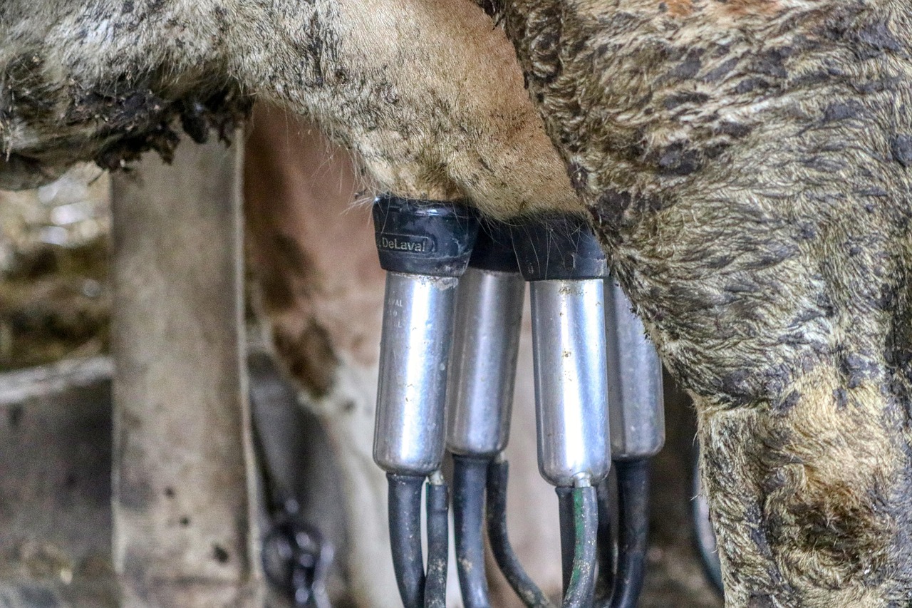 découvrez le processus de production du fromage : étapes, savoir-faire artisanal et secrets de fabrication pour savourer des fromages de qualité.