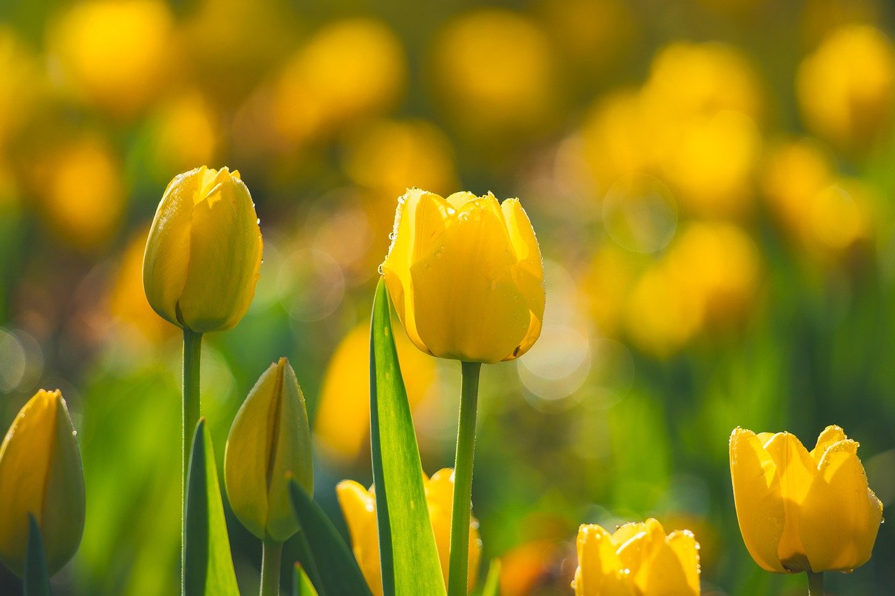 découvrez l'eco-score : un indicateur simple et fiable pour mesurer l'impact environnemental des produits alimentaires, favoriser des choix responsables et contribuer à la préservation de la planète.