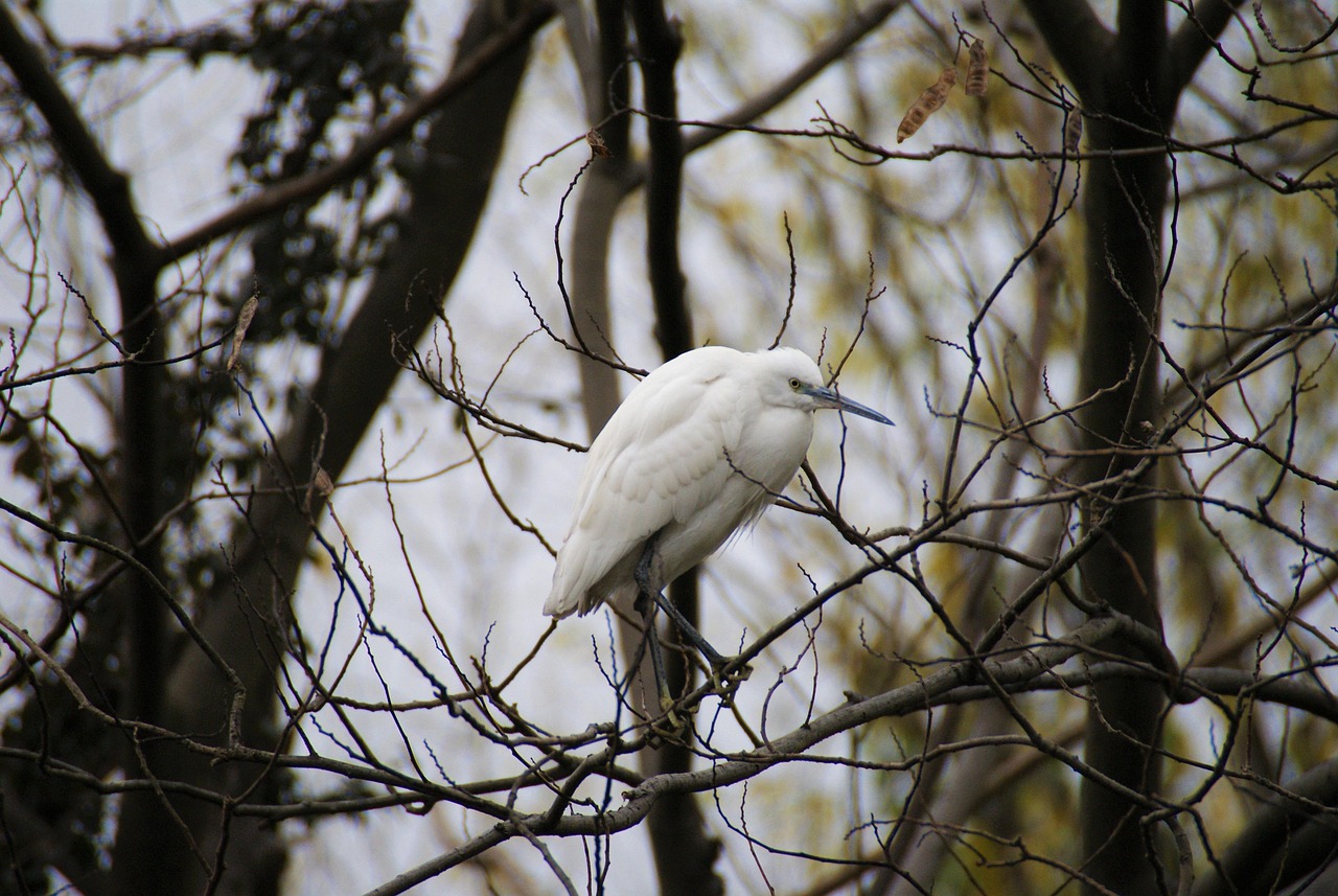 découvrez l'écologie : principes, enjeux et actions pour préserver notre planète. informez-vous sur les solutions durables et l'impact de l'écologie au quotidien.
