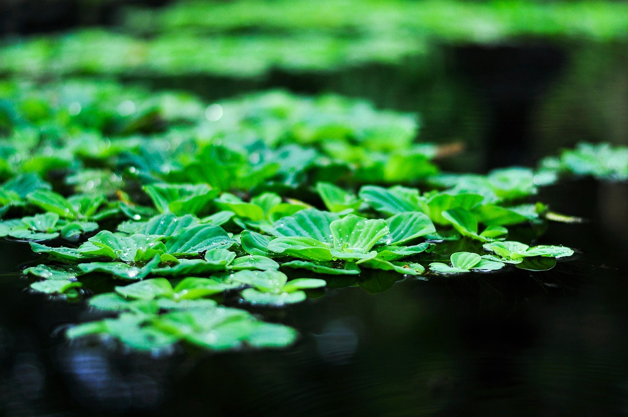 découvrez le secteur de la foresterie : gestion durable des forêts, préservation de la biodiversité et solutions pour un avenir écologique. infos, conseils et actualités sur la filière forestière.