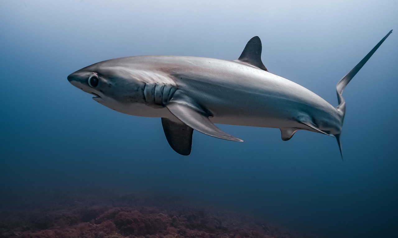 découvrez le monde fascinant des requins : leur diversité, leur rôle essentiel dans l’écosystème marin et les mythes qui les entourent. apprenez-en plus sur ces prédateurs emblématiques des océans.