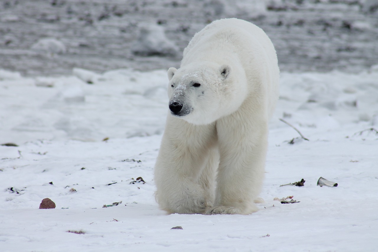 COP30 à Belém : le virage stratégique du Canada dans sa lutte contre le changement climatique