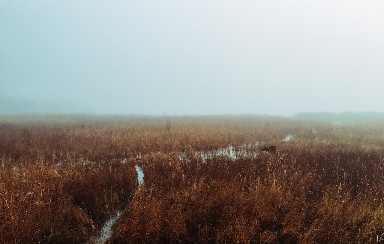 découvrez la stratégie climatique du canada pour lutter contre le changement climatique, promouvoir les énergies renouvelables et protéger l'environnement.