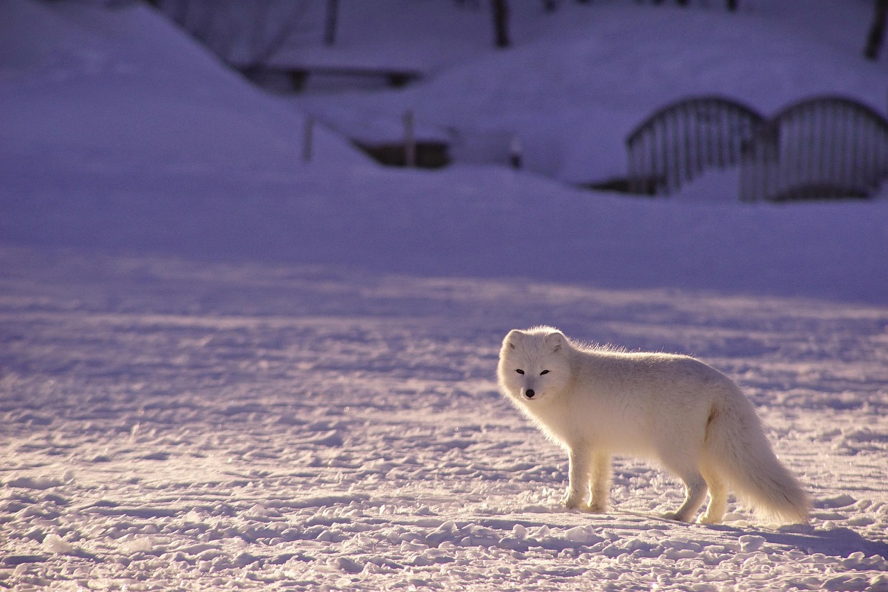 d&eacute;couvrez l'arctique, une r&eacute;gion polaire unique abritant une faune spectaculaire, des paysages glac&eacute;s majestueux et des ph&eacute;nom&egrave;nes naturels fascinants.