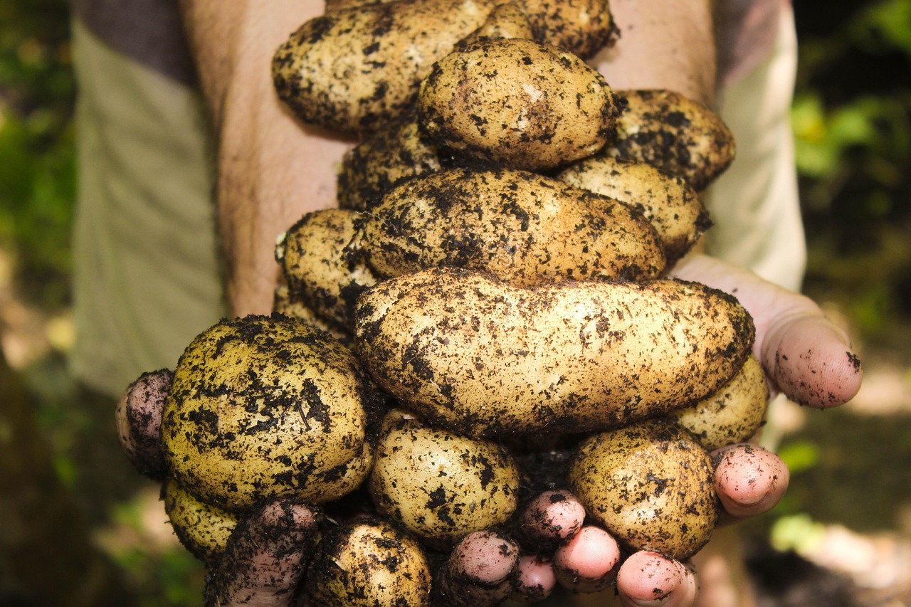 d&eacute;couvrez comment cr&eacute;er un jardin bio sur votre balcon pour cultiver des l&eacute;gumes et herbes fra&icirc;ches toute l'ann&eacute;e, m&ecirc;me en espace r&eacute;duit.