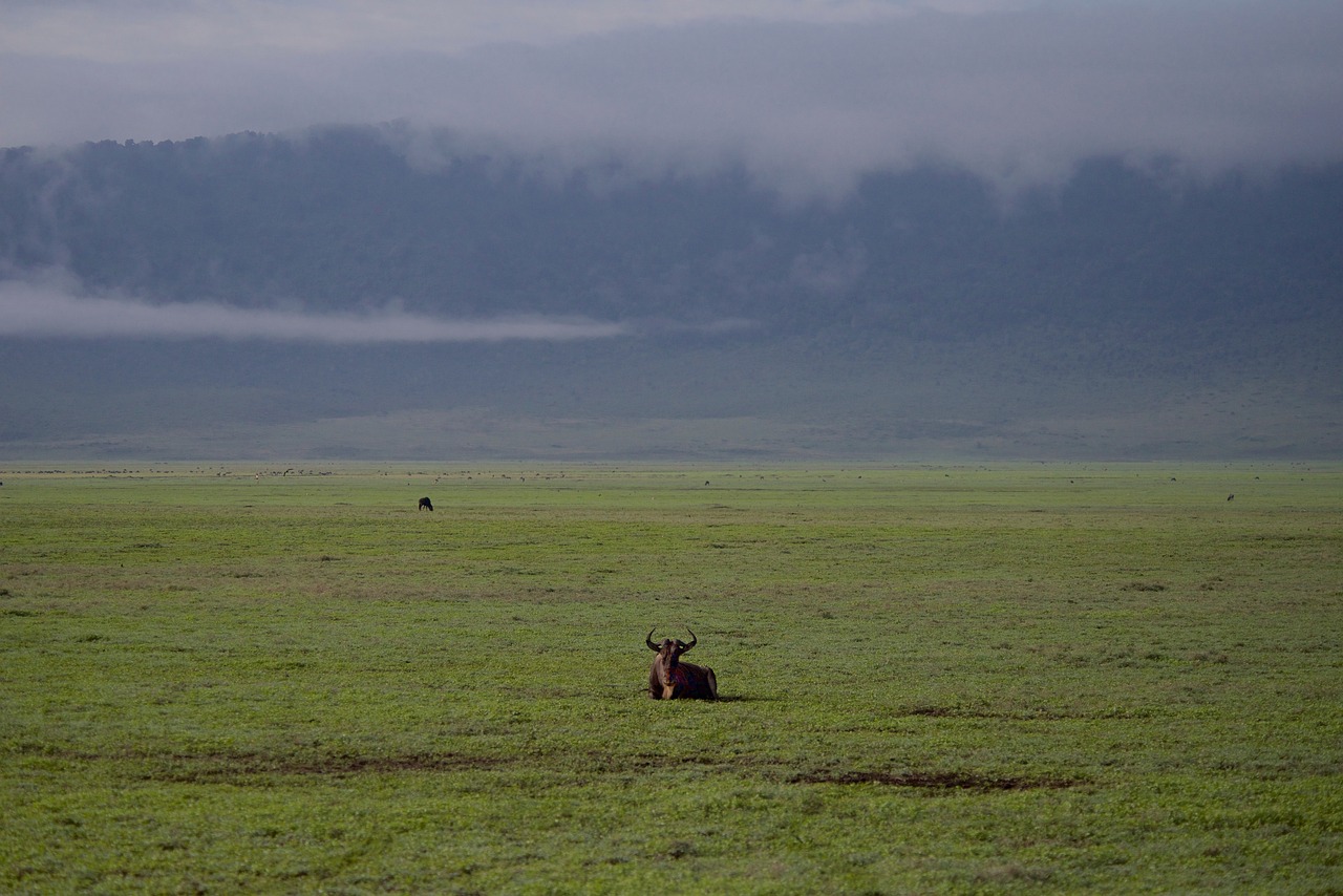 d&eacute;couvrez l'impact du changement climatique sur la biodiversit&eacute; et les enjeux pour la pr&eacute;servation des &eacute;cosyst&egrave;mes naturels.