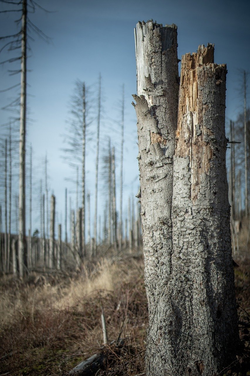 d&eacute;couvrez les enjeux de la cop30 sur le climat, la conservation de la biodiversit&eacute; au br&eacute;sil et les actions internationales pour un avenir durable.