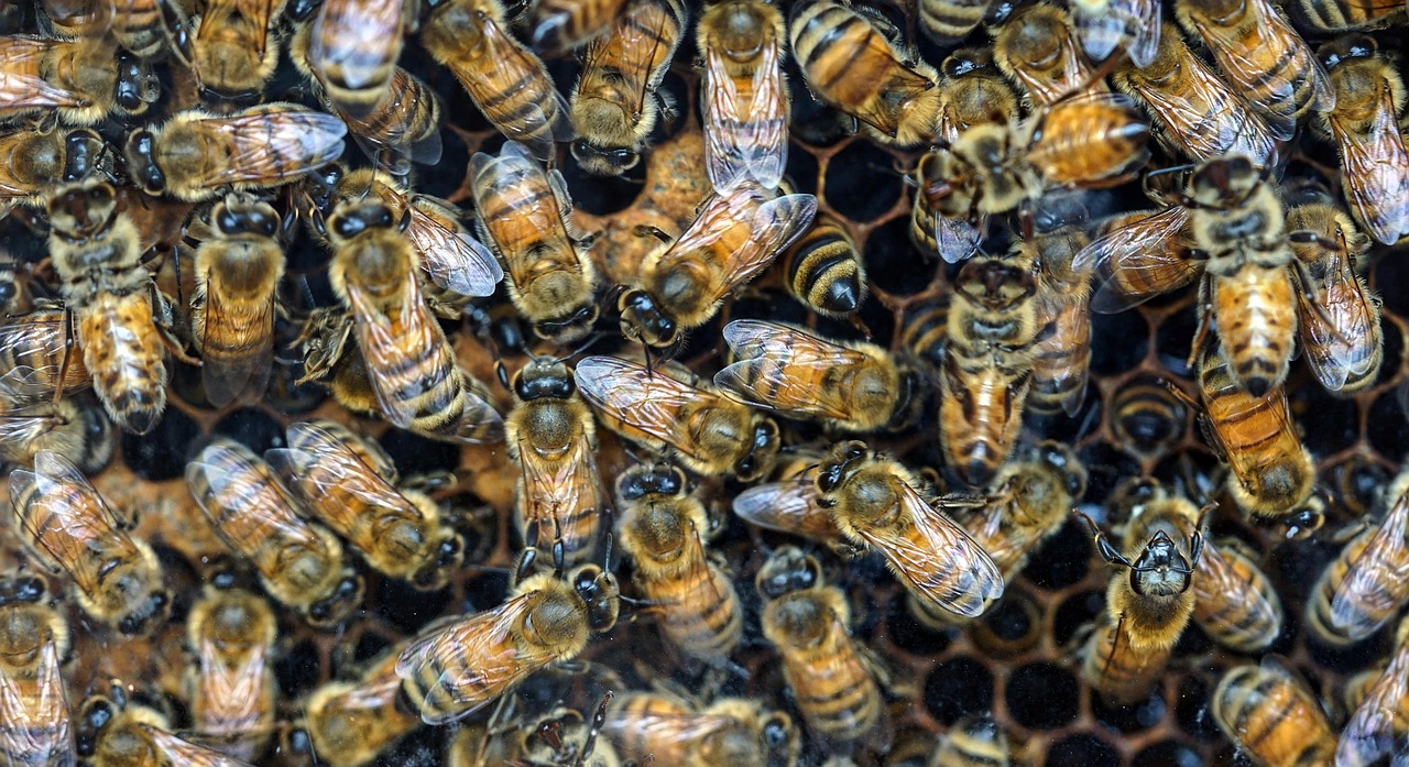 d&eacute;couvrez le bee wrap, une alternative &eacute;cologique au film plastique pour conserver vos aliments naturellement et durablement.
