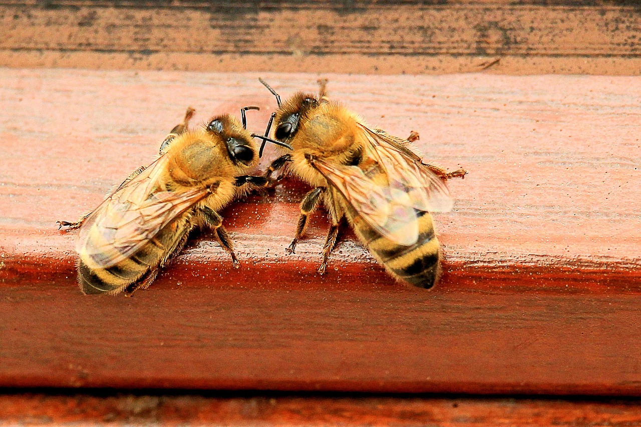 d&eacute;couvrez tout sur les abeilles : leur r&ocirc;le essentiel dans la pollinisation, leur habitat, et comment les prot&eacute;ger pour pr&eacute;server notre &eacute;cosyst&egrave;me.