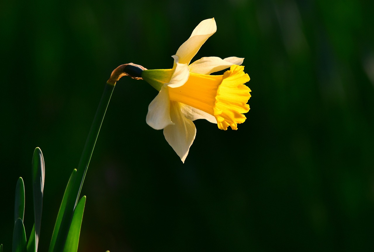 d&eacute;couvrez nos jonquilles pr&eacute;coces, fleurs vibrantes qui annoncent l'arriv&eacute;e du printemps avec &eacute;clat et fra&icirc;cheur.