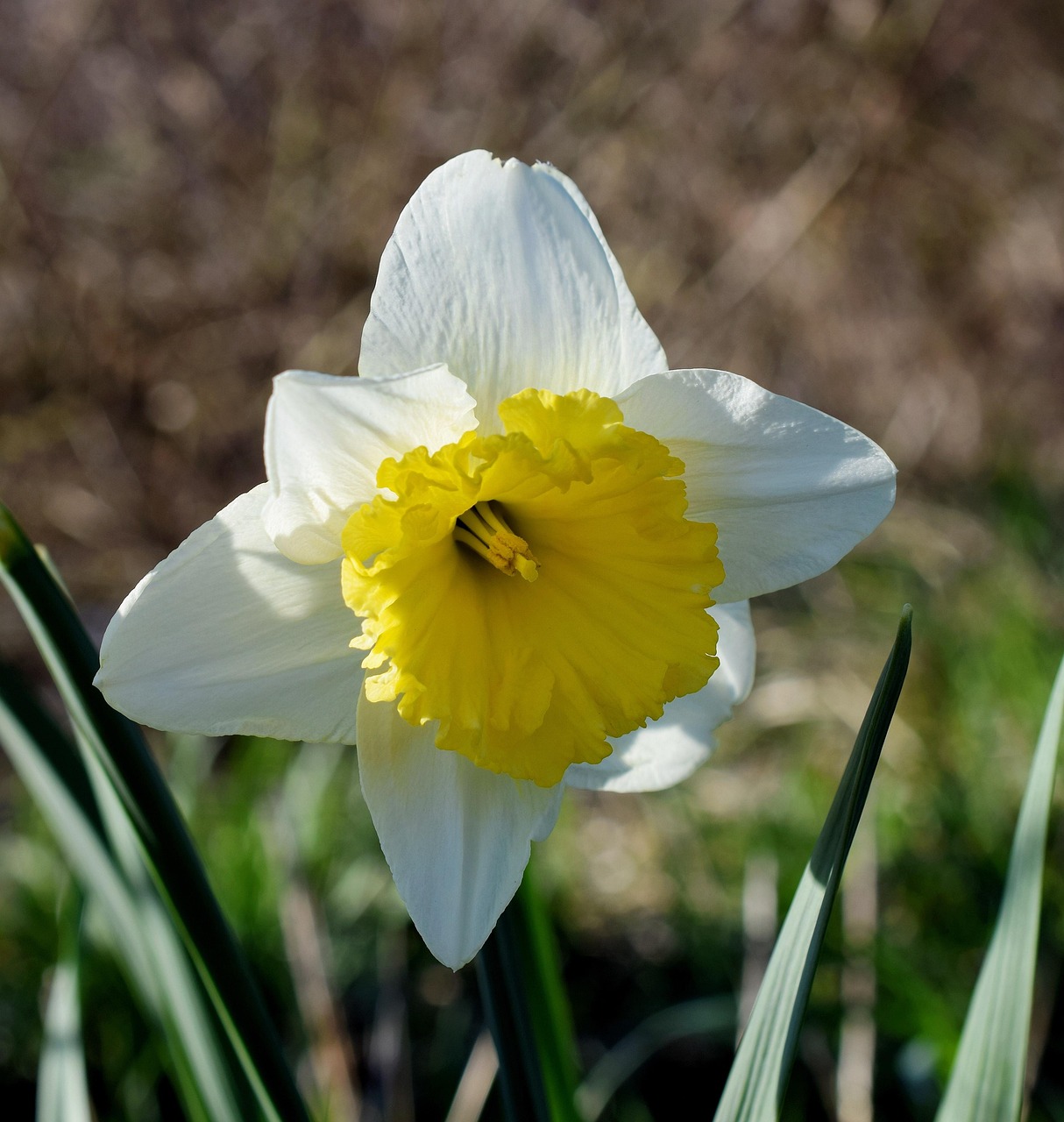 d&eacute;couvrez nos jonquilles pr&eacute;coces, parfaites pour illuminer votre jardin d&egrave;s les premiers jours du printemps avec leurs fleurs &eacute;clatantes.