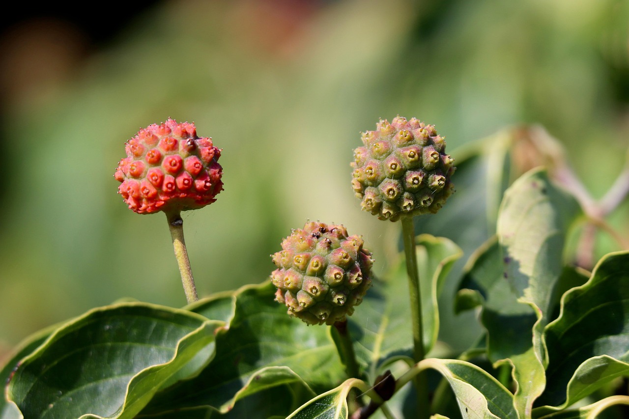 Les associations &eacute;cologiques, v&eacute;ritables soutiens financiers derri&egrave;re la campagne contre Aulas ?