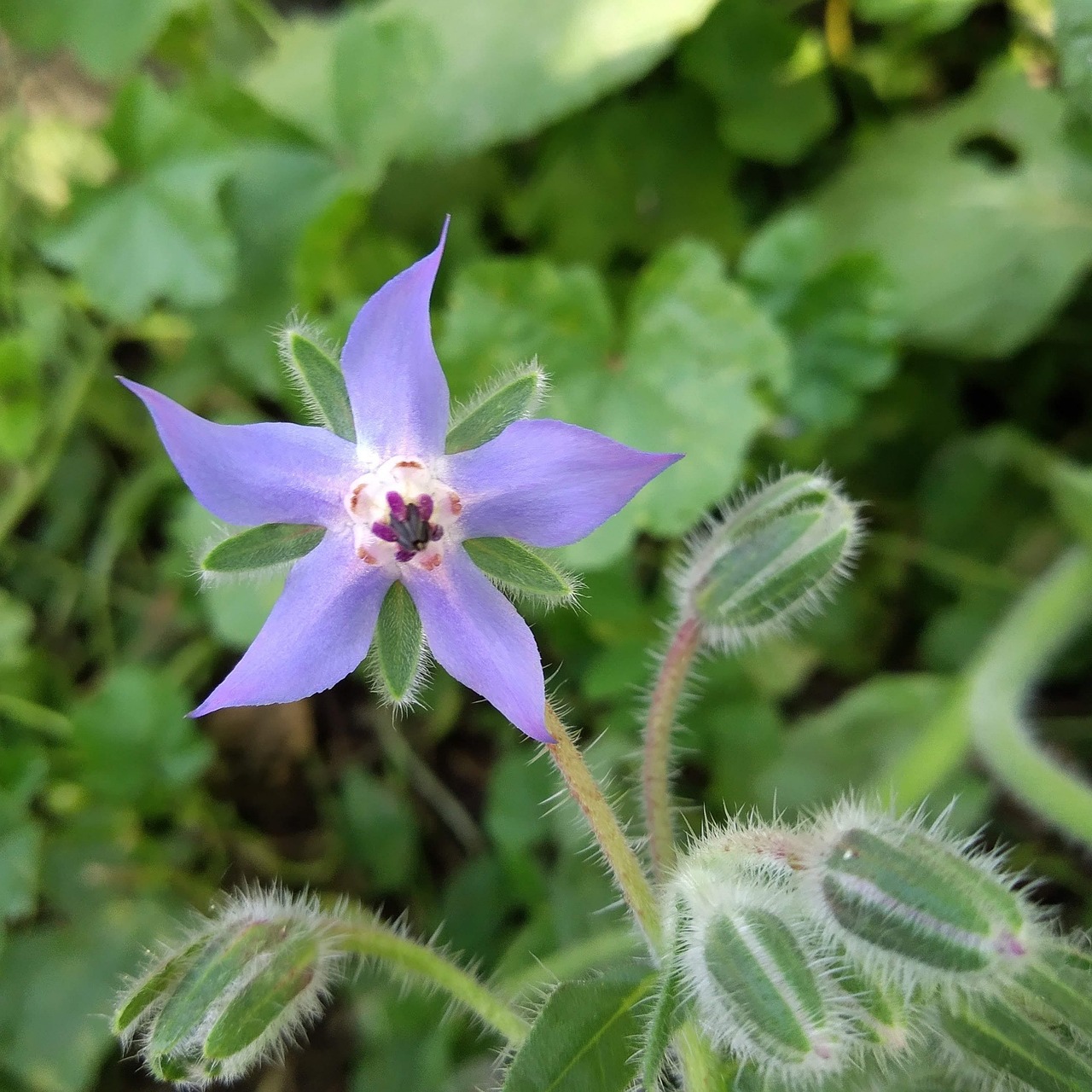 d&eacute;couvrez le jardin mandala en permaculture : un am&eacute;nagement circulaire &eacute;cologique et esth&eacute;tique, favorisant la biodiversit&eacute; et la productivit&eacute; durable.