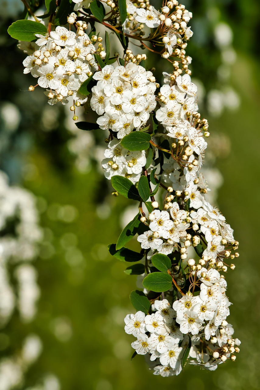 d&eacute;couvrez notre s&eacute;lection d'arbustes de printemps pour embellir votre jardin avec couleurs et fra&icirc;cheur saisonni&egrave;res.