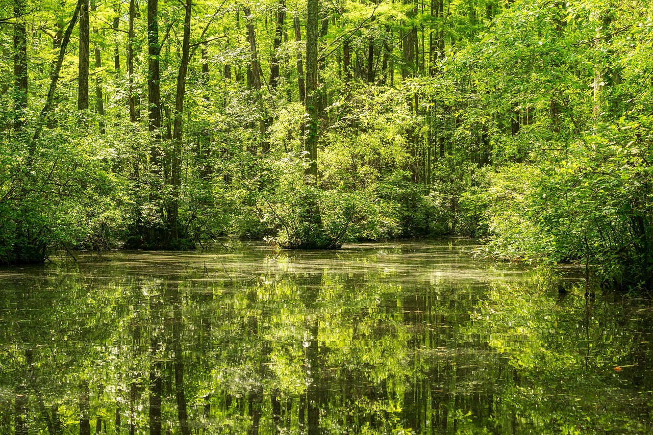 d&eacute;couvrez l'importance de la protection des zones humides pour pr&eacute;server la biodiversit&eacute;, filtrer l'eau et lutter contre le changement climatique.