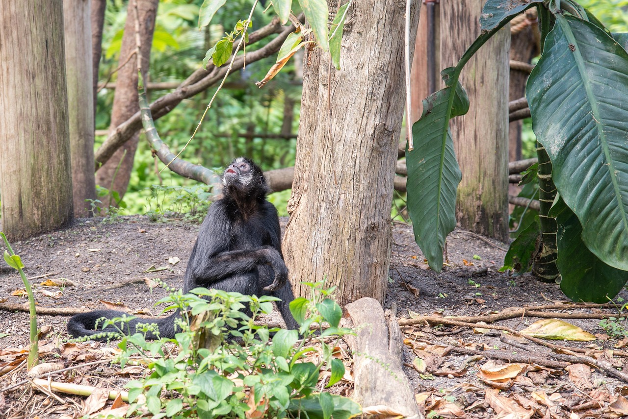 d&eacute;couvrez la richesse et la biodiversit&eacute; des for&ecirc;ts du congo, un tr&eacute;sor naturel essentiel pour l'&eacute;quilibre &eacute;cologique mondial.