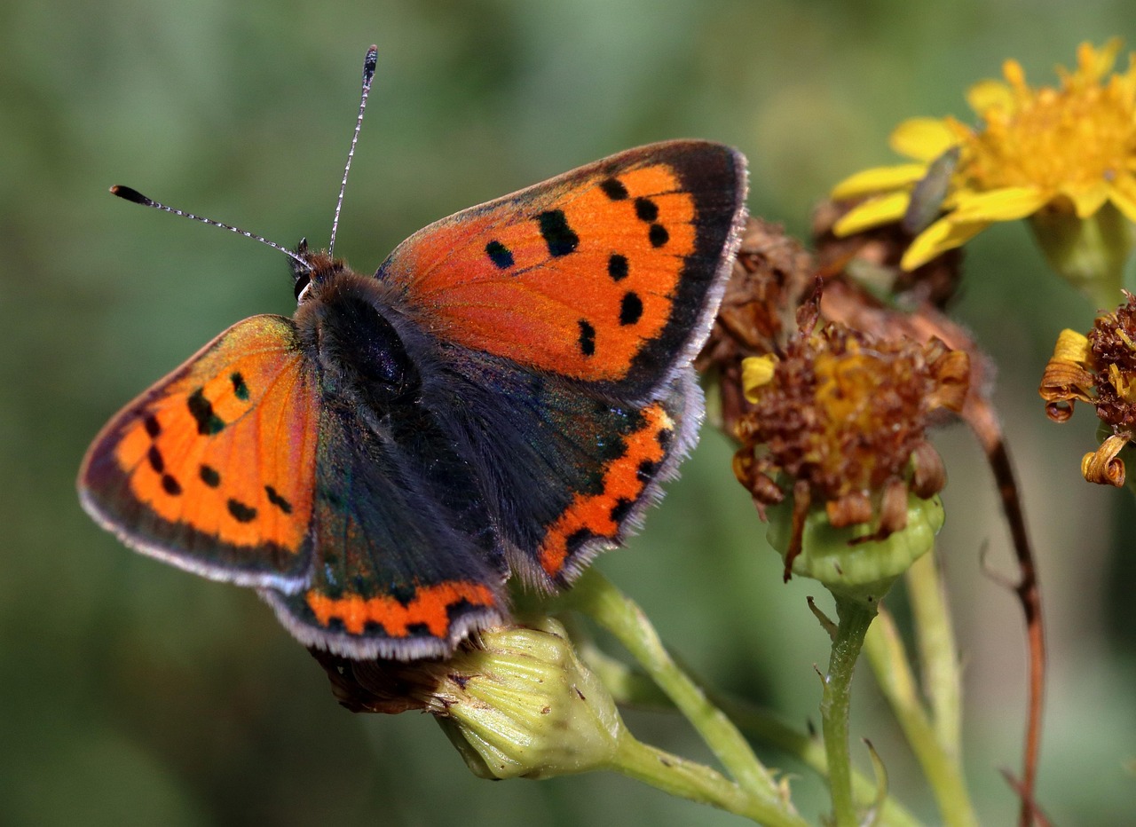 d&eacute;couvrez les catalyseurs nanostructur&eacute;s &agrave; base de cuivre, offrant des performances am&eacute;lior&eacute;es pour des r&eacute;actions chimiques efficaces et durables.
