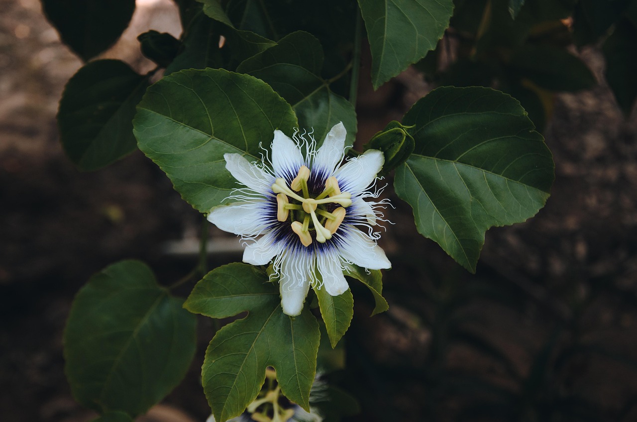 &eacute;tiquettes de jardin pratiques et durables pour organiser vos plantes et l&eacute;gumes avec style.