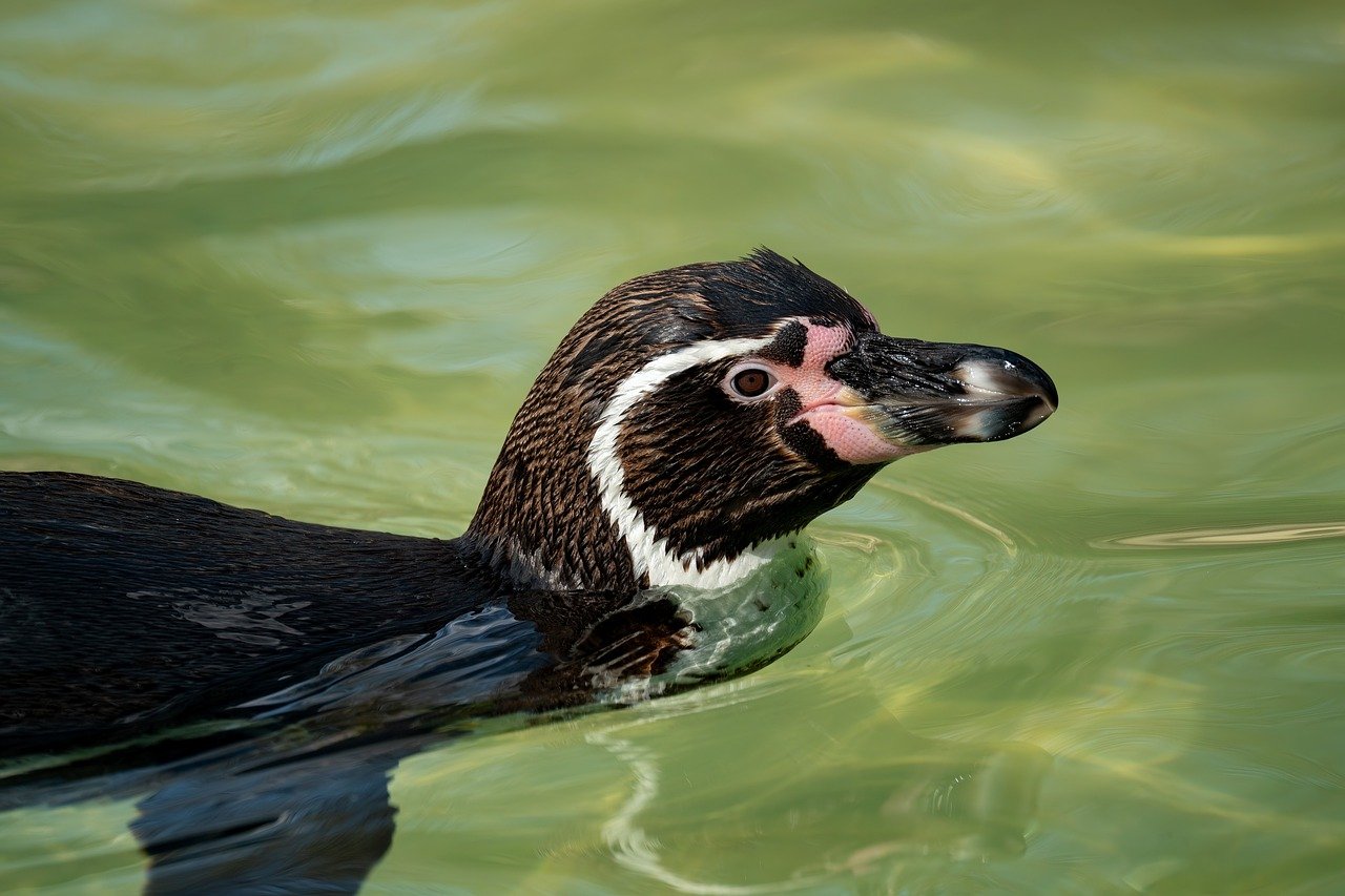 d&eacute;couvrez la beaut&eacute; fascinante des oc&eacute;ans, leurs &eacute;cosyst&egrave;mes riches et la vie marine qui les peuplent. explorez les myst&egrave;res et l'importance des oc&eacute;ans pour notre plan&egrave;te.