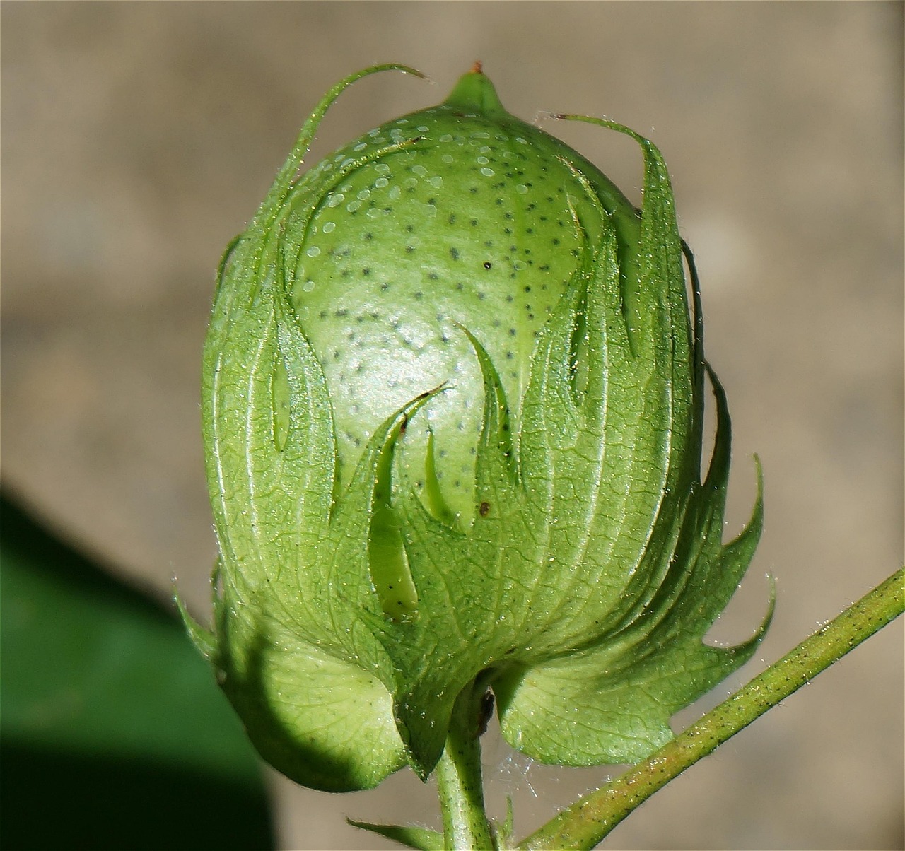 d&eacute;couvrez notre s&eacute;lection de coton biologique, doux et &eacute;cologique, cultiv&eacute; sans pesticides pour un confort naturel et durable.