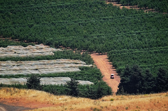 Au Liban, Isra&euml;l point&eacute; du doigt pour un &eacute;cocide : for&ecirc;ts ravag&eacute;es et sols pollu&eacute;s