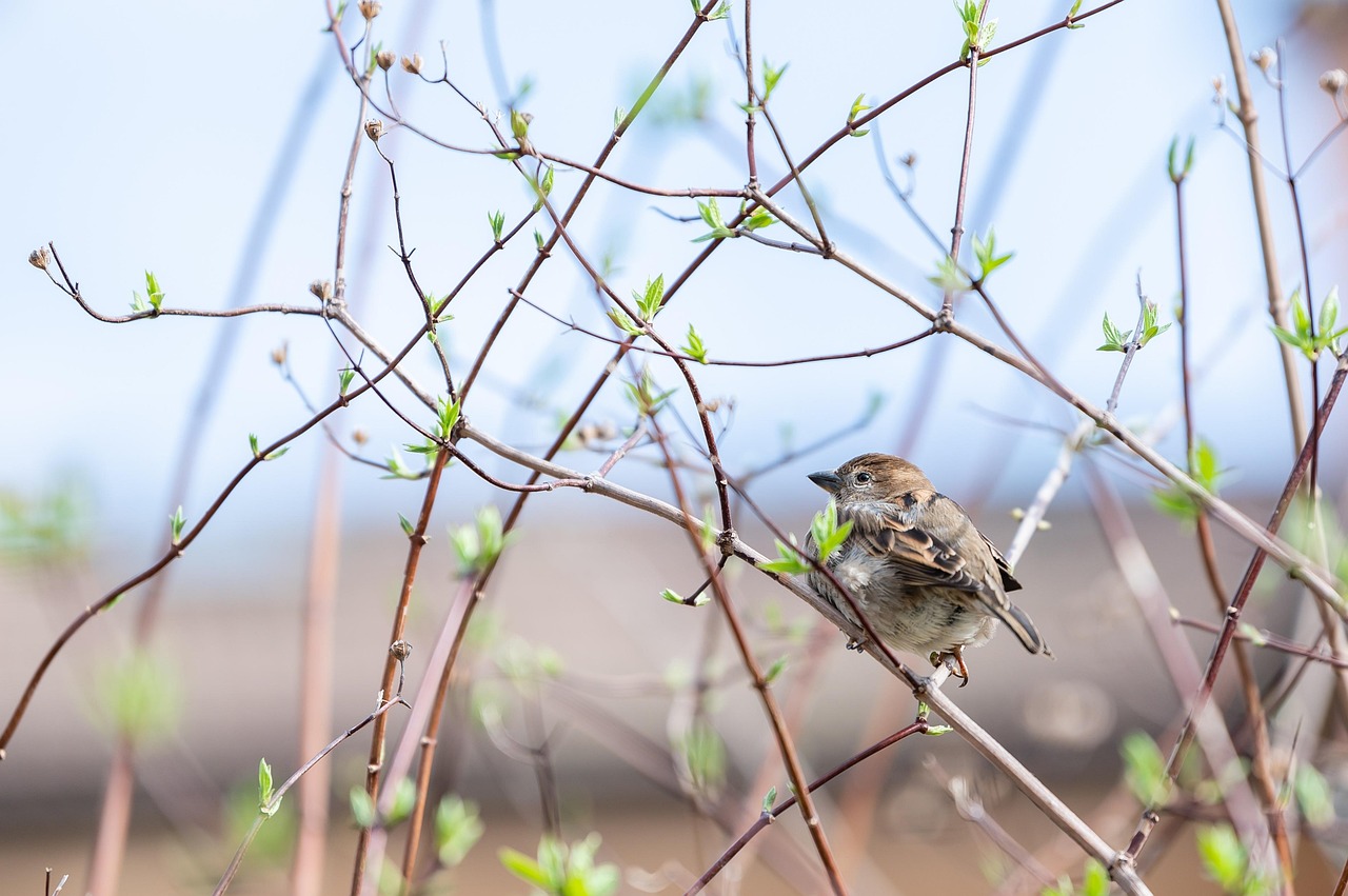 d&eacute;couvrez l'importance de la protection des for&ecirc;ts primaires, v&eacute;ritables tr&eacute;sors de biodiversit&eacute; essentiels &agrave; la r&eacute;gulation climatique et &agrave; la pr&eacute;servation des &eacute;cosyst&egrave;mes.