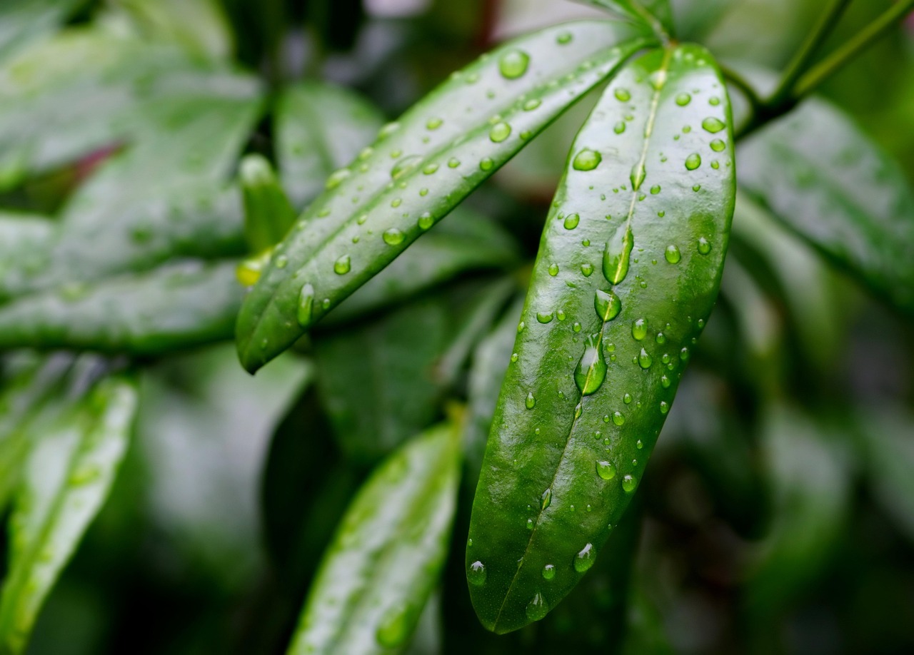 d&eacute;couvrez les techniques et avantages de la collecte des eaux de pluie pour une gestion durable et &eacute;conomique de l'eau.